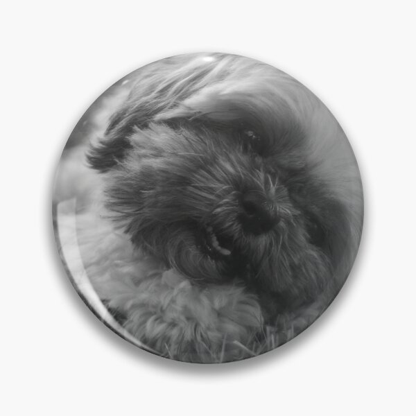Item preview, Black And White Shih Tzu Puppy Photo designed and sold by TheAnimalZ00.