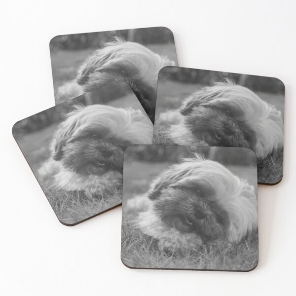 Item preview, Black And White Shih Tzu Puppy Photo designed and sold by TheAnimalZ00.