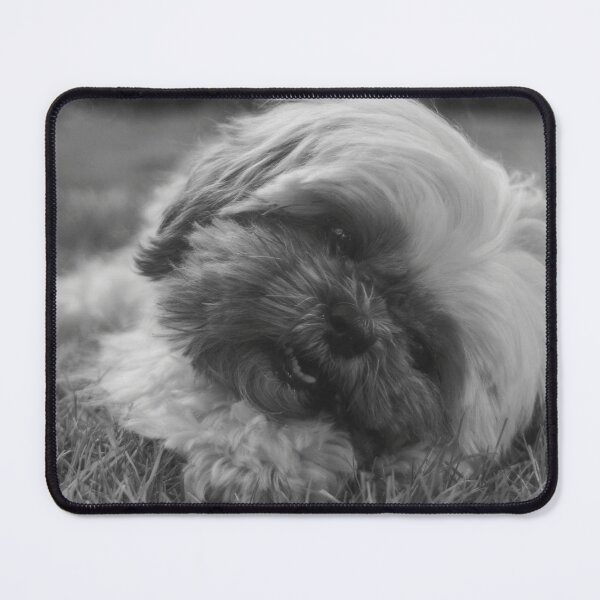 Item preview, Black And White Shih Tzu Puppy Photo designed and sold by TheAnimalZ00.