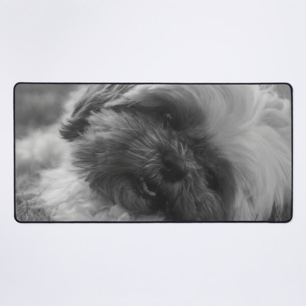 Item preview, Black And White Shih Tzu Puppy Photo designed and sold by TheAnimalZ00.