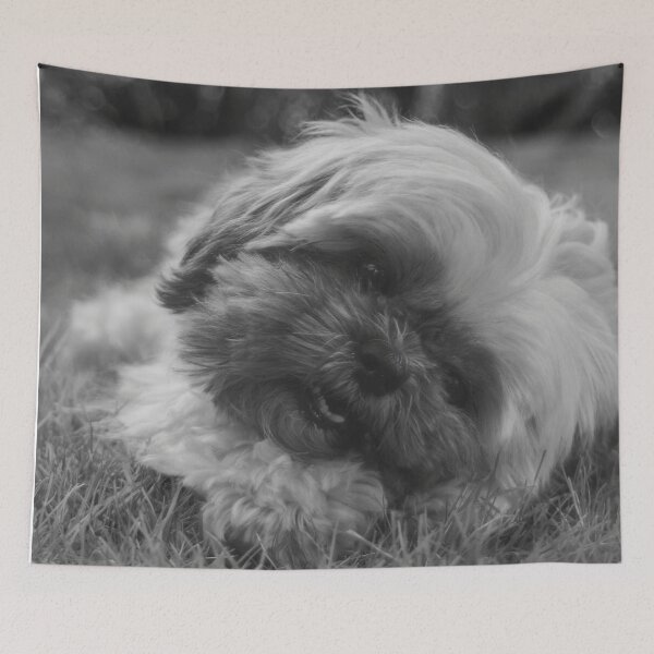 Item preview, Black And White Shih Tzu Puppy Photo designed and sold by TheAnimalZ00.