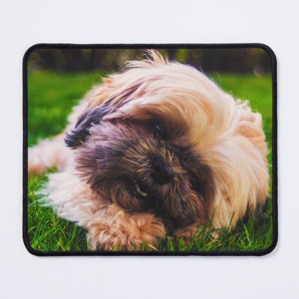 Item preview, Cute Shih Tzu Puppy Photo designed and sold by TheAnimalZ00.