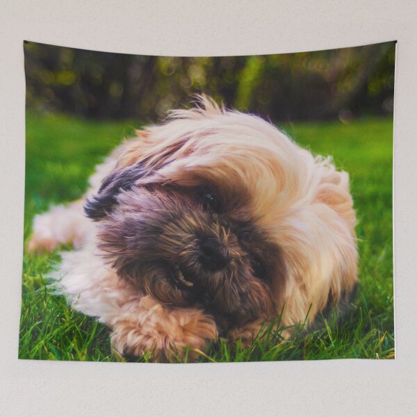 Item preview, Cute Shih Tzu Puppy Photo designed and sold by TheAnimalZ00.