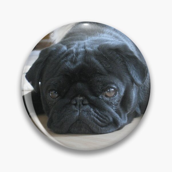 Item preview, Black Pug Dog Lying on the Floor designed and sold by VanGaldo.