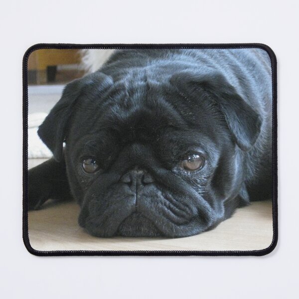 Item preview, Black Pug Dog Lying on the Floor designed and sold by VanGaldo.