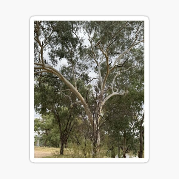 Item preview, Ghostly Gum Dances on the Banks of Allan Tannock Weir designed and sold by ComicJo.