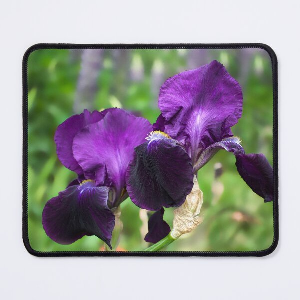 Item preview, Purple Bearded Irises  designed and sold by Alisonchambers2.