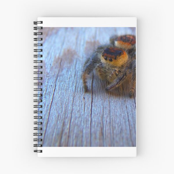 Item preview, Regal Jumping Spider designed and sold by MercerImages.