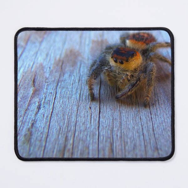Item preview, Regal Jumping Spider designed and sold by MercerImages.