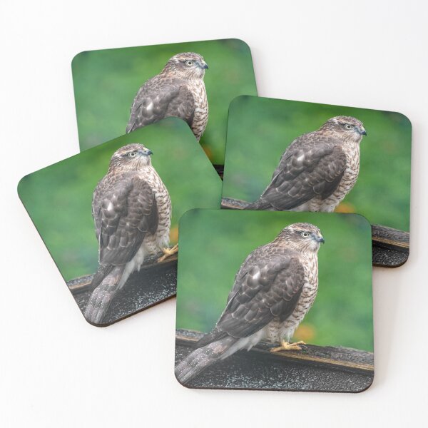 Item preview, Sparrowhawk designed and sold by AJEvans.