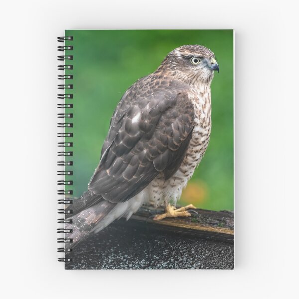 Item preview, Sparrowhawk designed and sold by AJEvans.
