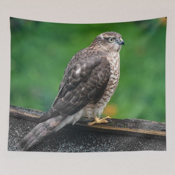 Item preview, Sparrowhawk designed and sold by AJEvans.