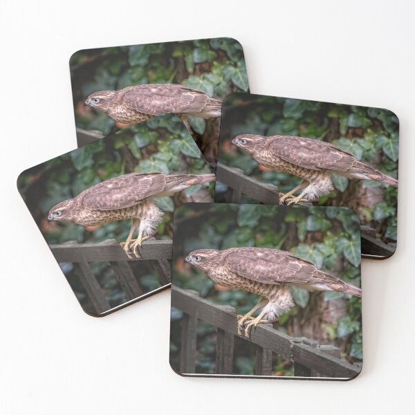 Item preview, Sparrowhawk UK designed and sold by AJEvans.