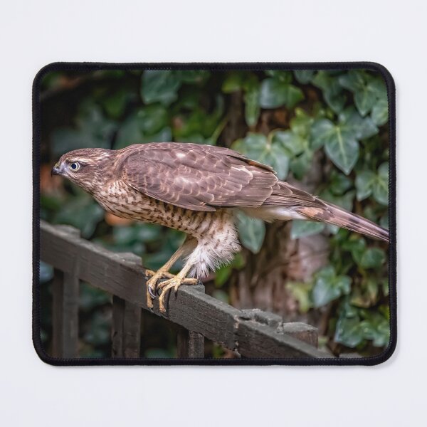 Item preview, Sparrowhawk UK designed and sold by AJEvans.