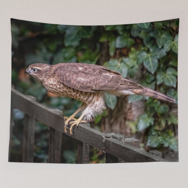 Item preview, Sparrowhawk UK designed and sold by AJEvans.