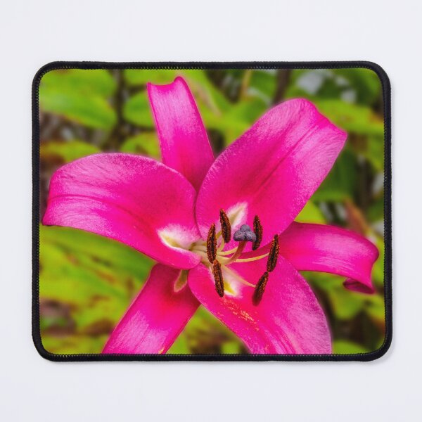 Item preview, Acapulco Lily designed and sold by AJEvans.