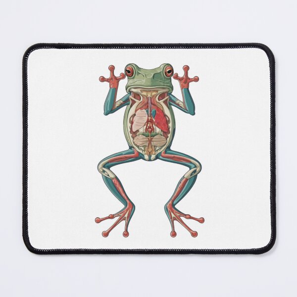 Item preview, Anatomy frog animation, cartoon designed and sold by VibeStyleShop.