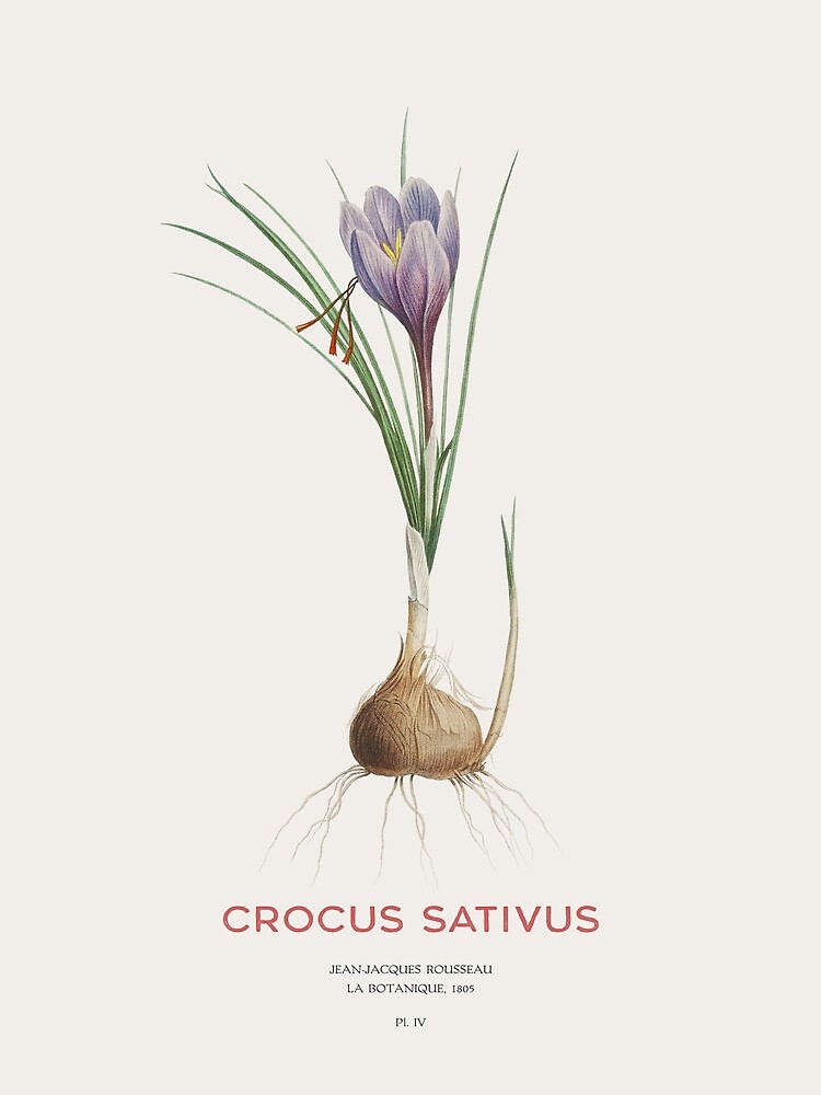 Crocus {Poster}
