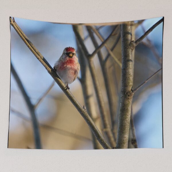 Item preview, Carmenito. Mealy redpoll designed and sold by Jouko Lehto Photography.