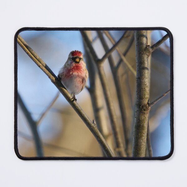 Item preview, Carmenito. Mealy redpoll designed and sold by Jouko Lehto Photography.