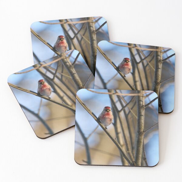 Item preview, Carmenito. Mealy redpoll designed and sold by Jouko Lehto Photography.