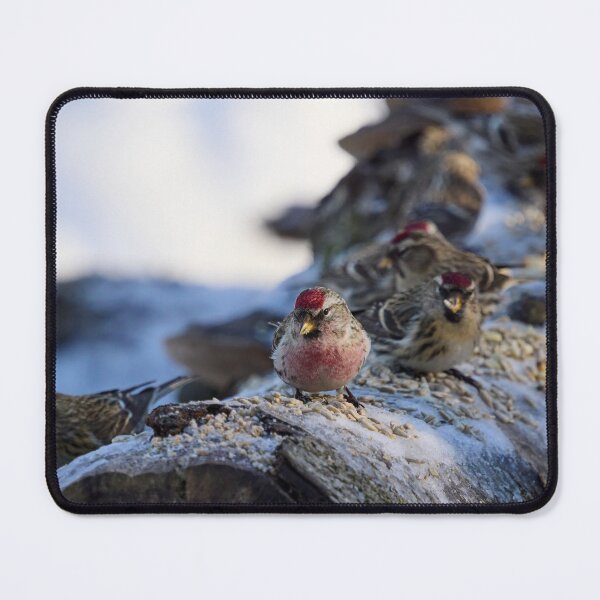 Item preview, All my friends are here too. Mealy redpoll designed and sold by Jouko Lehto Photography.