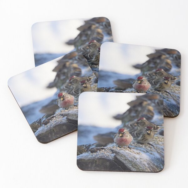 Item preview, All my friends are here too. Mealy redpoll designed and sold by Jouko Lehto Photography.
