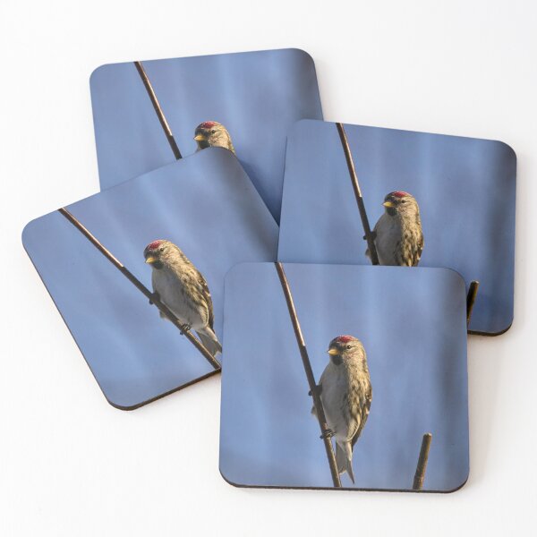 Item preview, Holding the poisture. Mealy redpoll designed and sold by Jouko Lehto Photography.