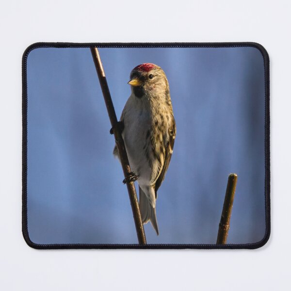 Item preview, Holding the poisture. Mealy redpoll designed and sold by Jouko Lehto Photography.
