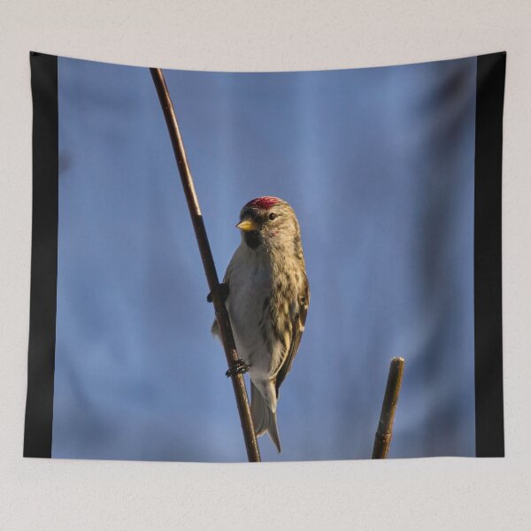 Item preview, Holding the poisture. Mealy redpoll designed and sold by Jouko Lehto Photography.