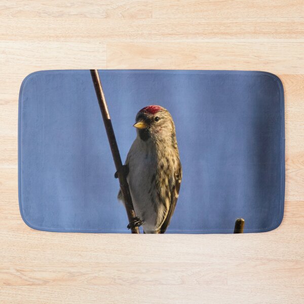 Item preview, Holding the poisture. Mealy redpoll designed and sold by Jouko Lehto Photography.