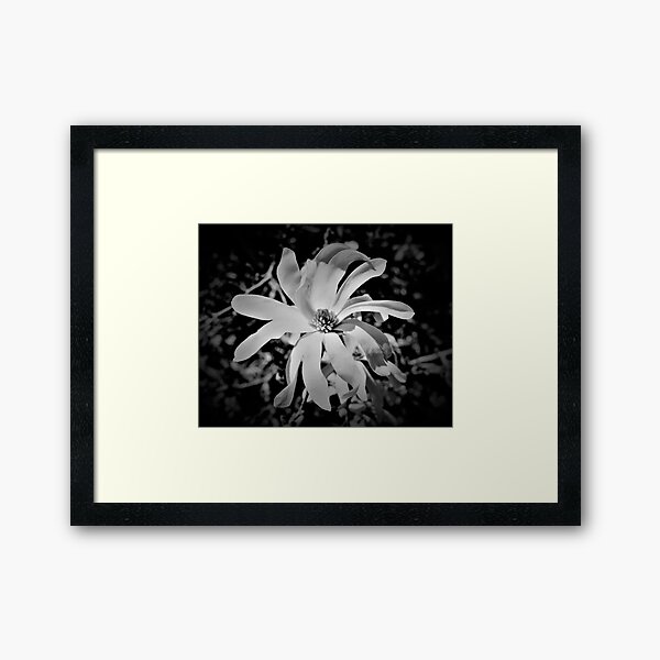 Magnolia Blosson I Framed Art Print