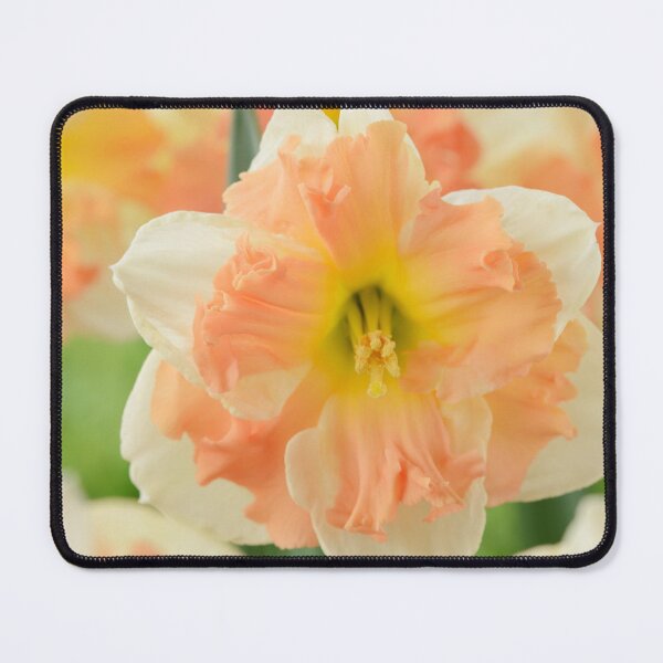 Item preview, Narcissus 'Vanilla Peach' Daffodil Division 11a Split-corona designed and sold by Chris Burrows.