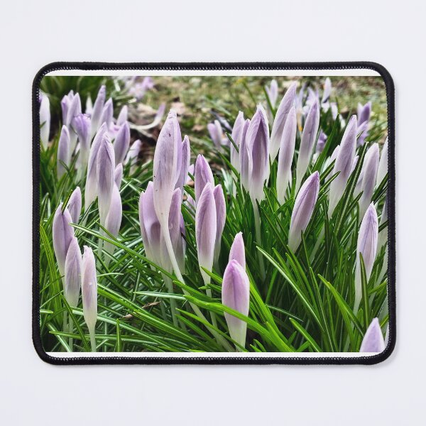 Item preview, Early spring in Poland - violet crocuses designed and sold by lusiakotowska.