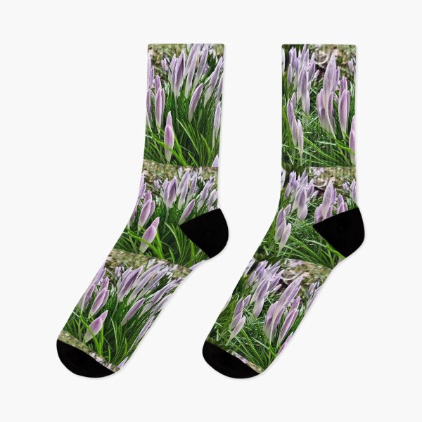 Item preview, Early spring in Poland - violet crocuses designed and sold by lusiakotowska.
