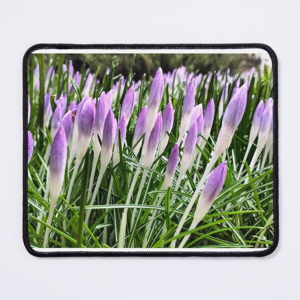 Item preview, Early spring in Poland - violet crocuses designed and sold by lusiakotowska.