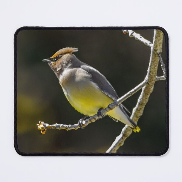 Item preview, Cedar Waxwing - Original Photograph designed and sold by alpendesigns.