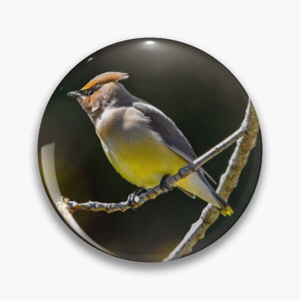 Item preview, Cedar Waxwing - Original Photograph designed and sold by alpendesigns.