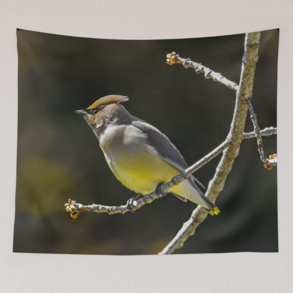 Item preview, Cedar Waxwing - Original Photograph designed and sold by alpendesigns.