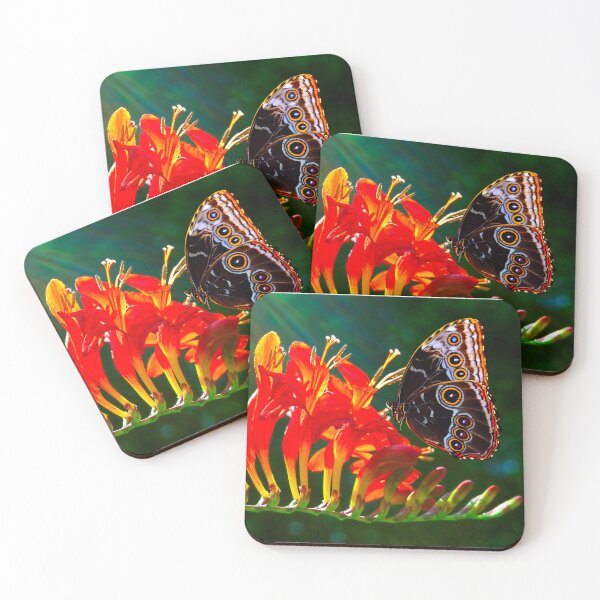 Item preview, Blue morpho butterfly pollinating on Crocosmia 'Lucifer' flowers designed and sold by Peter Etchells.
