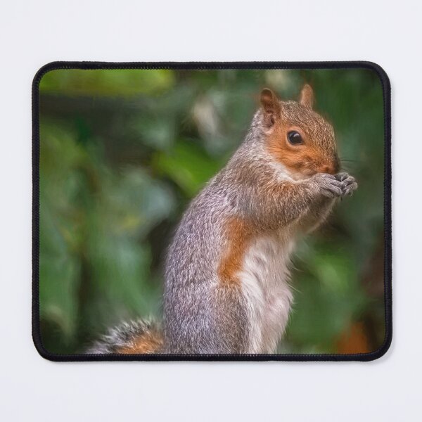 Item preview, Cyril the Squirrel designed and sold by AJEvans.