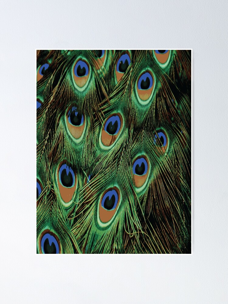 Poster peacock feathers 