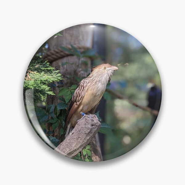Item preview, Guira Cuckoo designed and sold by TheRealDanniX.