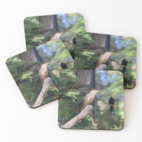 Item preview, Guira Cuckoo designed and sold by TheRealDanniX.