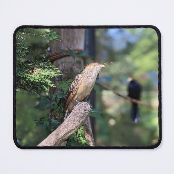 Item preview, Guira Cuckoo designed and sold by TheRealDanniX.