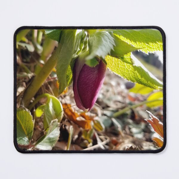Item preview, Fresh Spring Hellebore designed and sold by bjtomiko.