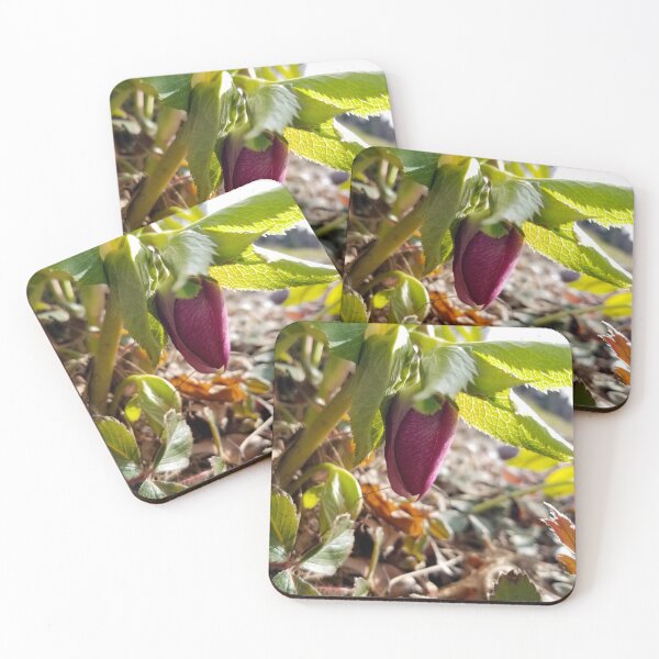 Item preview, Fresh Spring Hellebore designed and sold by bjtomiko.