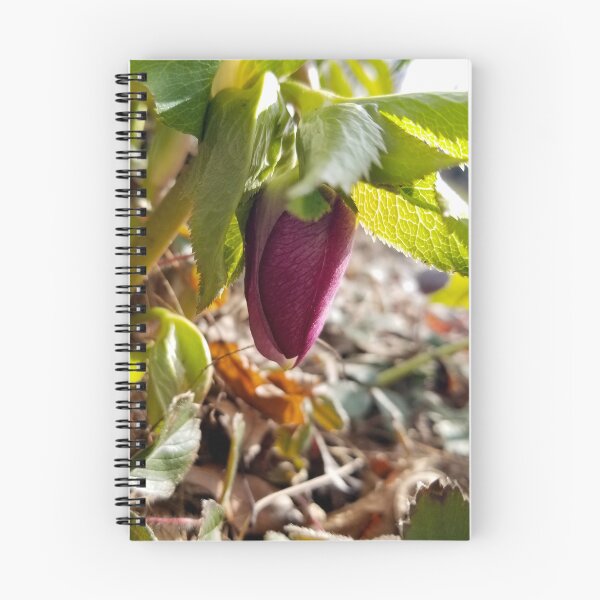 Item preview, Fresh Spring Hellebore designed and sold by bjtomiko.