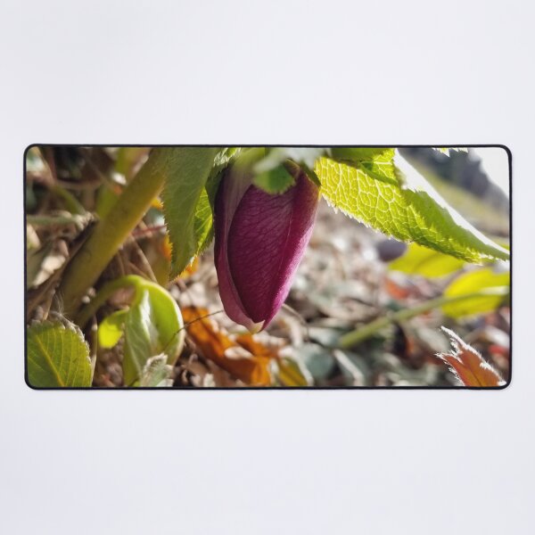 Item preview, Fresh Spring Hellebore designed and sold by bjtomiko.