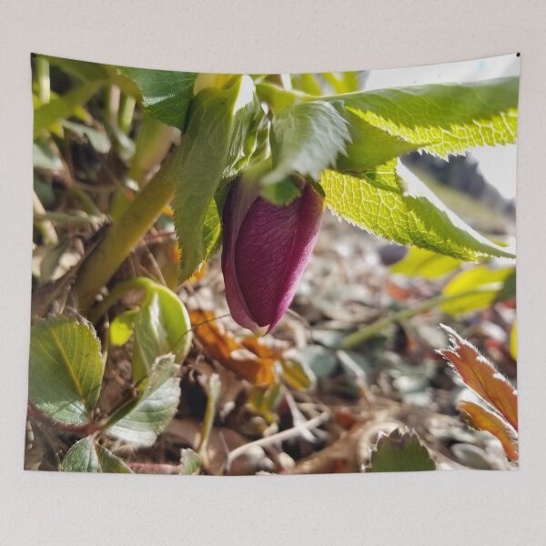 Item preview, Fresh Spring Hellebore designed and sold by bjtomiko.